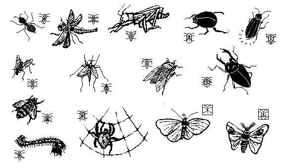 images of insects