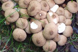mushroom-bunch
