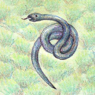 reptile