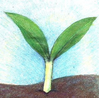 sprout